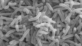 Illustration for article titled How cholera evolved to be one of the deadliest diseases in history